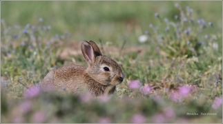 <p>KRÁLÍK DIVOKÝ (Oryctolagus cuniculus)</p>